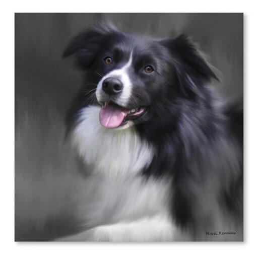 Resting Collie By Nigel Hemming