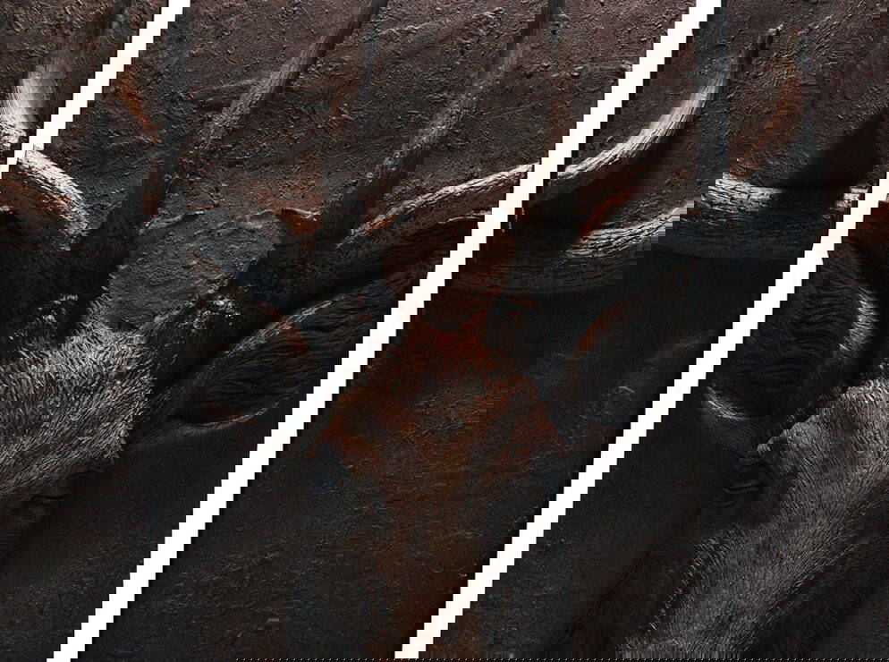 3 Peice Stag Wall Art By Bently And Bo1 Canvas Art Gallery