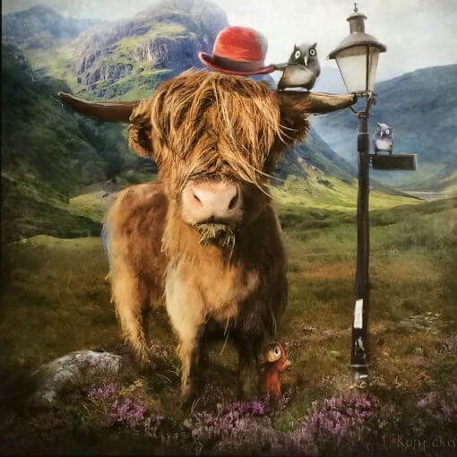 Highland Cow by Matylda Konecka