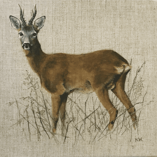 Curious Roe Buck by Helen Welsh