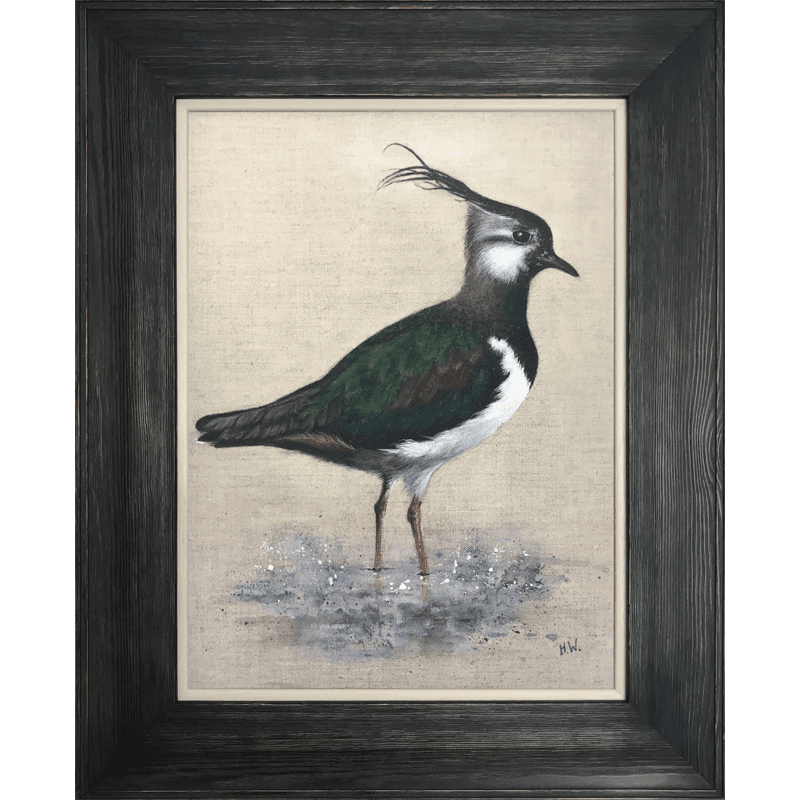 Lapwing in water by Helen Welsh copy