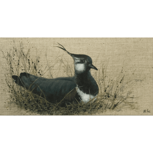 Resting Lapwing by Helen Welsh