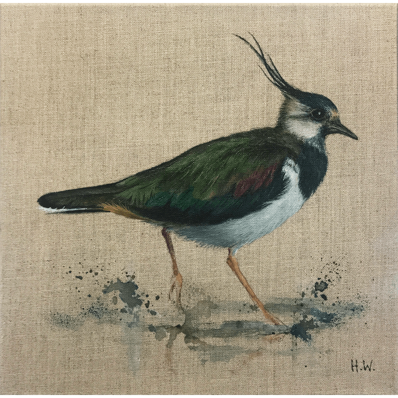 Paddling Peewit by Helen Welsh