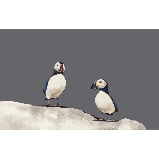 Lunga Puffins