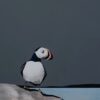 Isle oF Lunga Puffin _