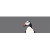 17_PUFFIN-PORTRAIT