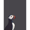 Puffin Dark Sky