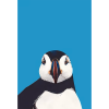 19_PUFFIN-FRONT