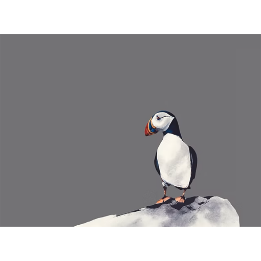 Alternative view of Atlantic Puffin
