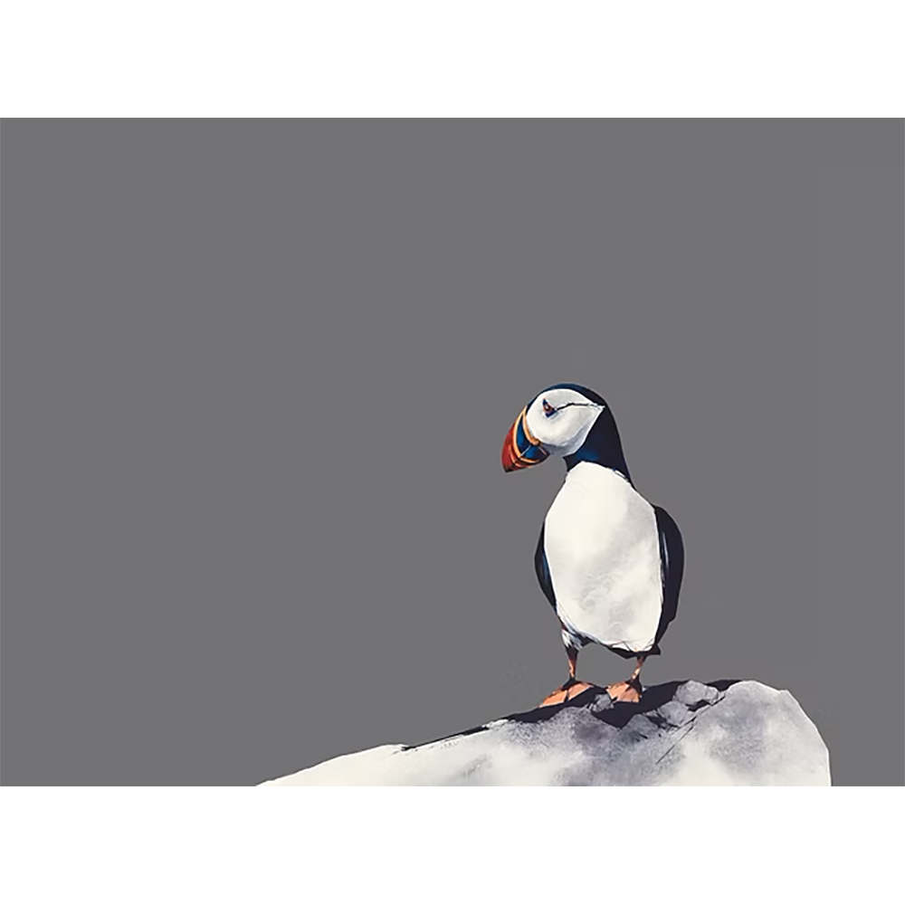 Atlantic Puffin - Image 2