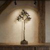 Monachello Lemon Tree